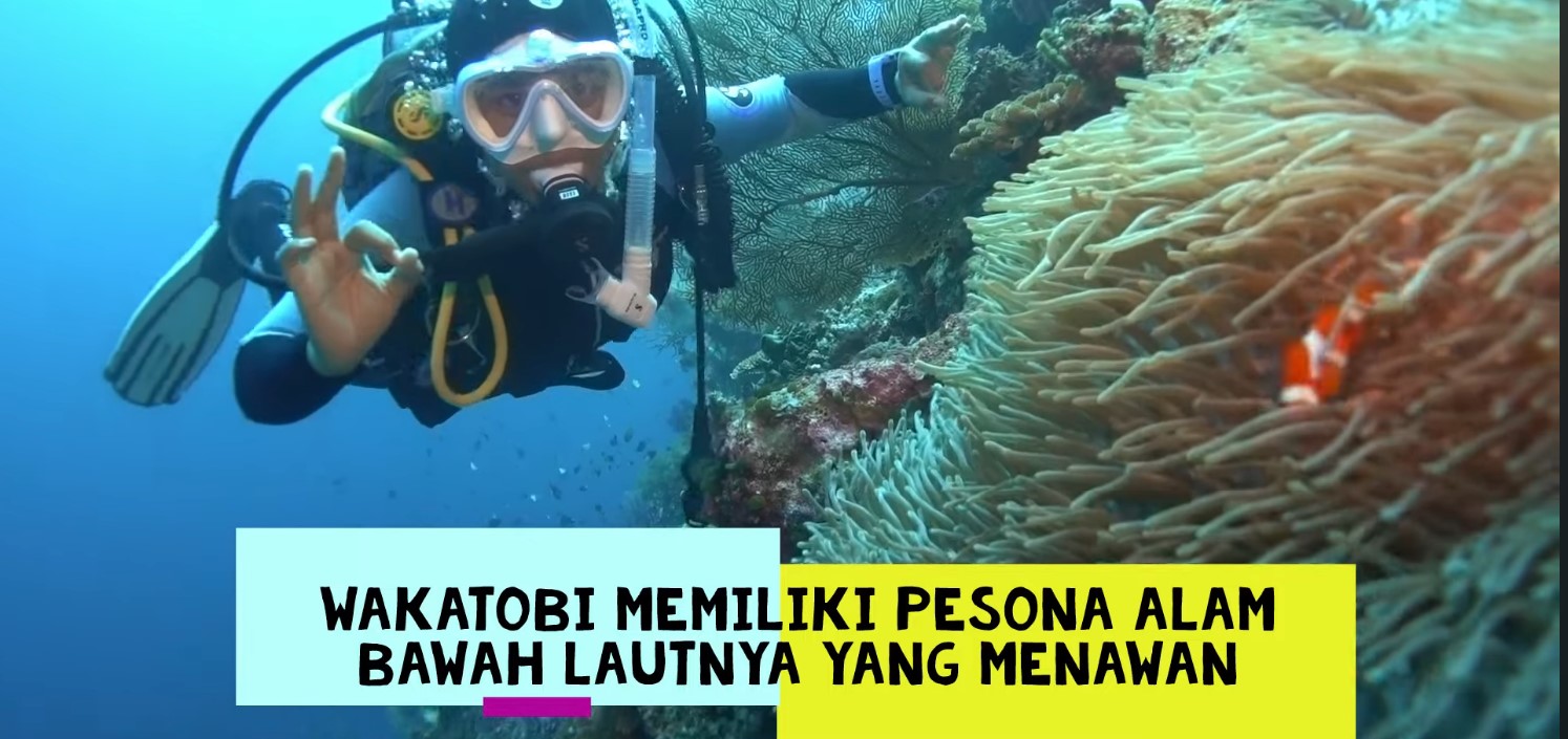 Wakatobi: Menjelajahi Surga Bawah Laut yang Memikat