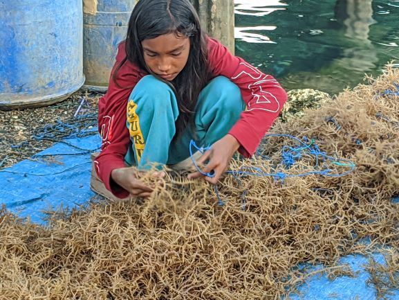 Ikat dan Panen Rumput Laut Bersama Warga - Luvtrip