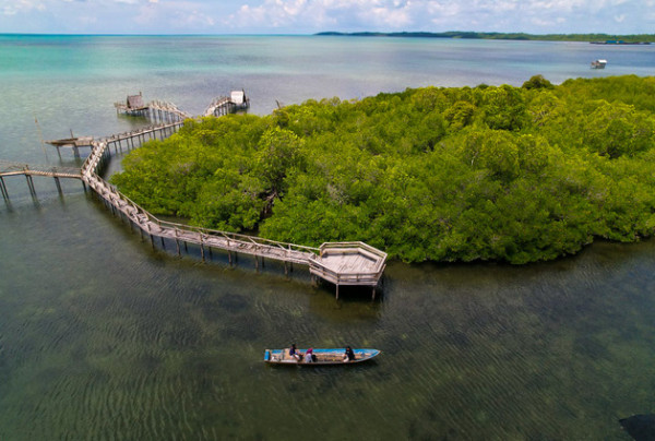 Discover the Rich Seafood in The Mangrove Park of Tanomeha